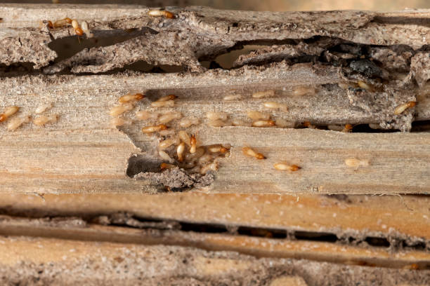 Wasp Removal Services in Wayne, WV